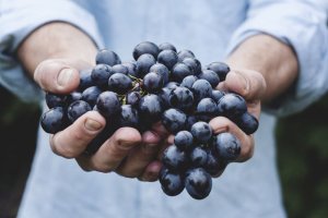 Co je OPC? Přírodní antioxidant s účinky na cévy, záněty i stárnutí.