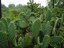 Blue Step Nopal BIO 120 kapslí