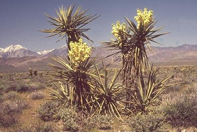 Kompava Yucca Shidigera 120 kapslí
