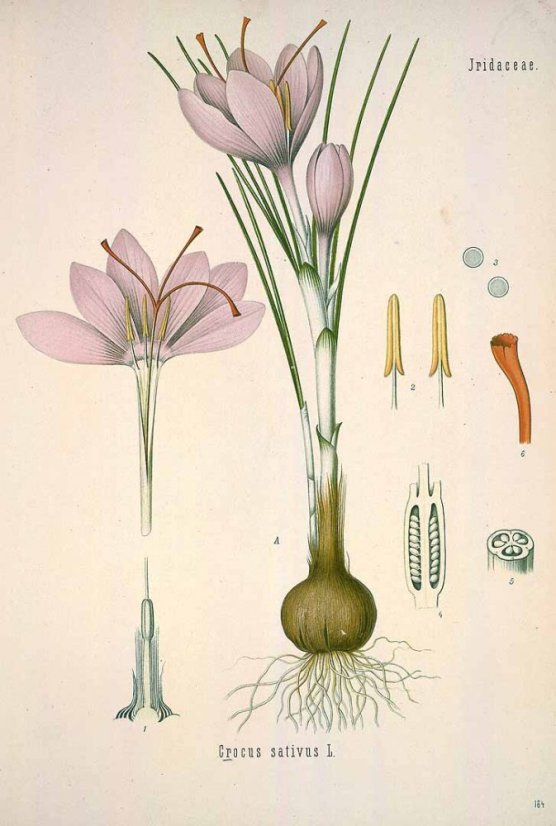 Blue Step Šafrán Essense 30 kapsúl