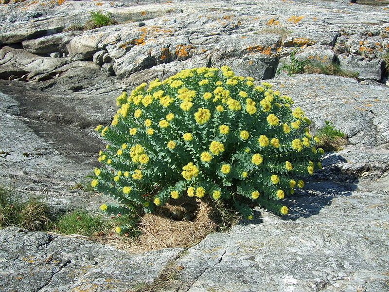 Blue Step Rhodiola BIO Essense 60 kapsúl