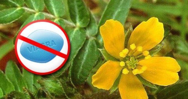 Kompava Tribulus Terrestris 120 kapslí