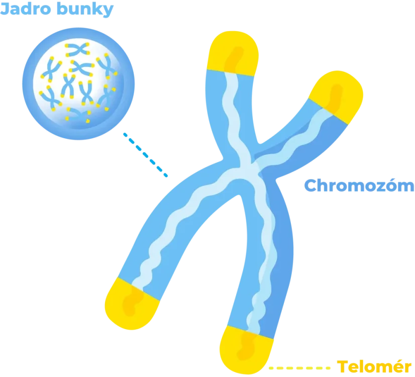 Schéma bunkového jadra, chromozómu a telomér ako ochranných koncov DNA