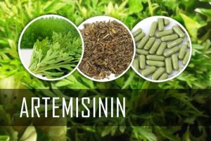 Artemisinín z Paliny ročnej: Prírodný zázrak, ktorý zachraňuje životy?!