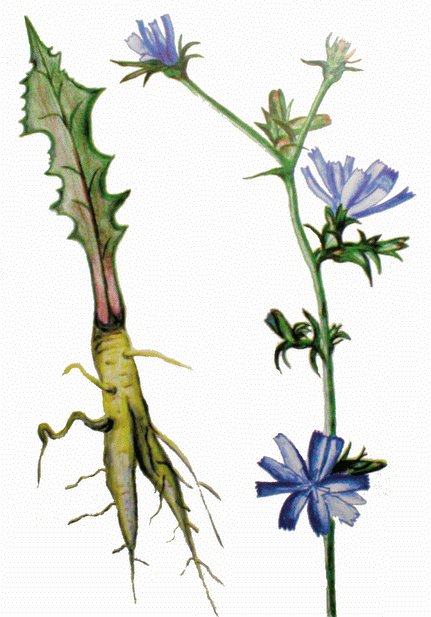 Botanická ilustrace čekanky obecné – kvetoucí rostlina s modrými květy a dlouhým kořenem bohatým na inulin