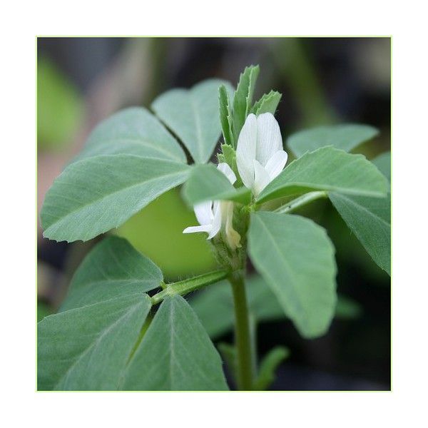 Blue Step Senovka grécka Extra 60 kapsúl