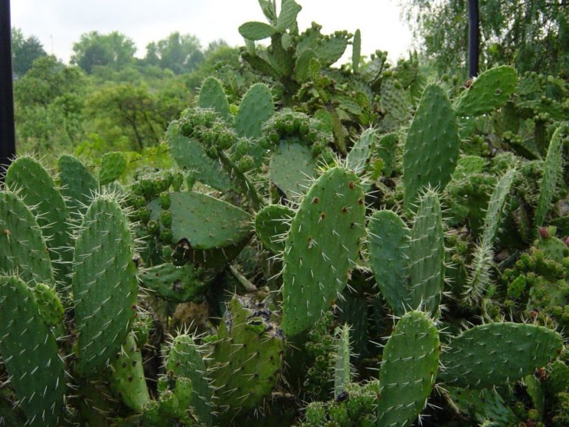 Blue Step Nopal BIO 120 kapslí